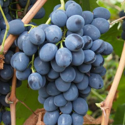 Виноград Сверхранний Рубцовой Виноград Сверхранний Рубцовой фото