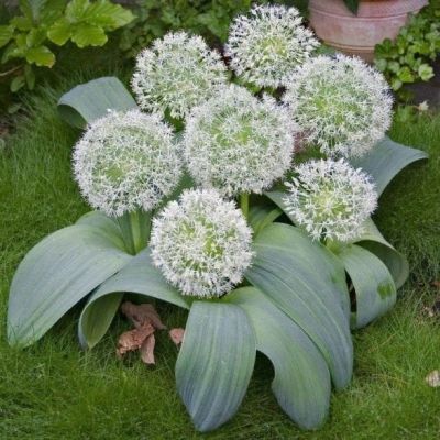 Аллиум Айвори Квин Аллиум Айвори Квин фото