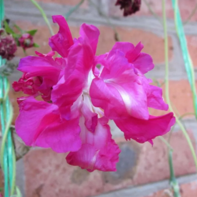 Ипомея Леди Флер, махровая фото