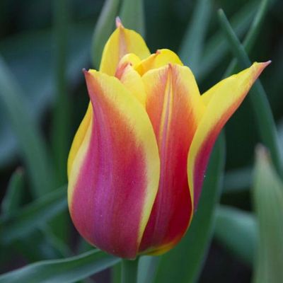 Тюльпан Баллад Дрим Тюльпан Баллад Дрим фото