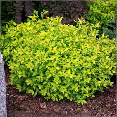 Спирея Зен Спирит Голд, С2 - Dolina-Sad.Ru