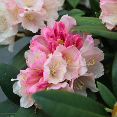 Рододендрон якушиманский Дримленд Рододендрон якушиманский Дримленд - Dolina-Sad.Ru