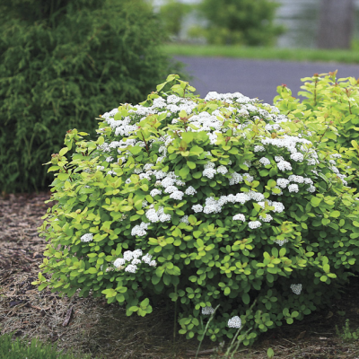 Спирея березолистная Исланд Спирея березолистная Исланд фото