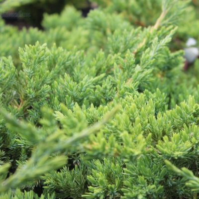 Можжевельник чешуйчатый Хуннеторп, С3 Можжевельник чешуйчатый Хуннеторп, С3 - Dolina-Sad.Ru