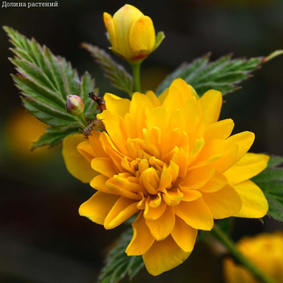 Керрия японская Керрия японская - Dolina-Sad.Ru