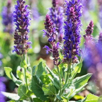 Шалфей Сэнсэйшн Медиум Виолет Шалфей Сэнсэйшн Медиум Виолет - Dolina-Sad.Ru