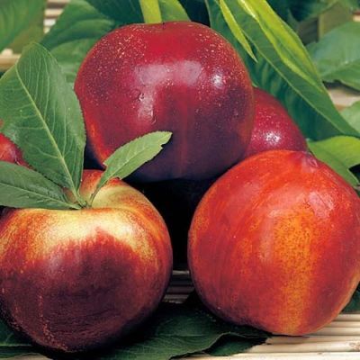 Нектарин Старк Ред Голд Нектарин Старк Ред Голд - Dolina-Sad.Ru