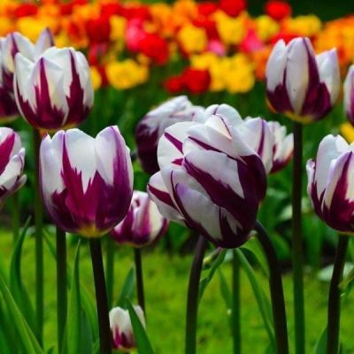 Тюльпан Фламинг Флаг Тюльпан Фламинг Флаг фото