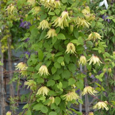 Клематис Голден дрим Клематис Голден дрим фото