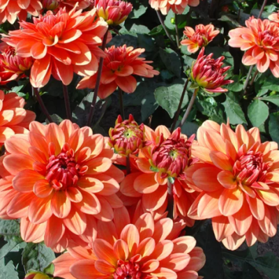 Георгина Гэллери Матисс Георгина Гэллери Матисс фото