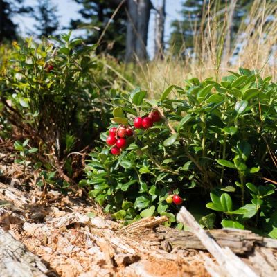 Клюква крупноплодная Бен Лир - Dolina-Sad.Ru