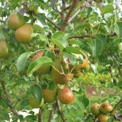 Груша Рыжик Груша Рыжик - Dolina-Sad.Ru