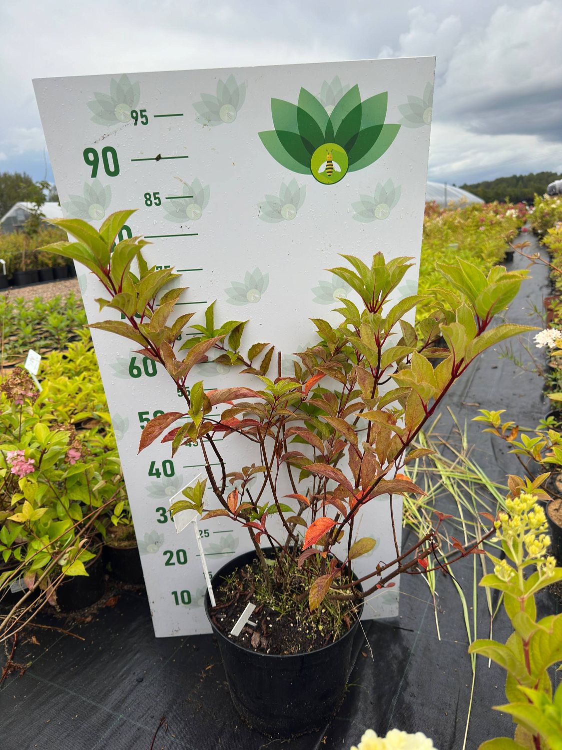 Гортензия метельчатая Мартинвас, С7,5 Гортензия метельчатая Мартинвас, С7,5 - Dolina-Sad.Ru