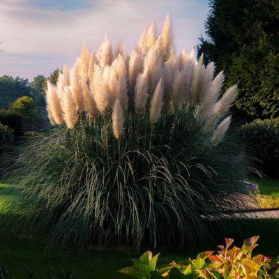 Кортадерия Селло , x Кортадерия Селло , x фото
