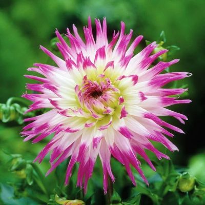 Георгина Веритэйбл Георгина Веритэйбл фото