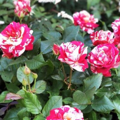 Роза Папагено Роза Папагено - Dolina-Sad.Ru