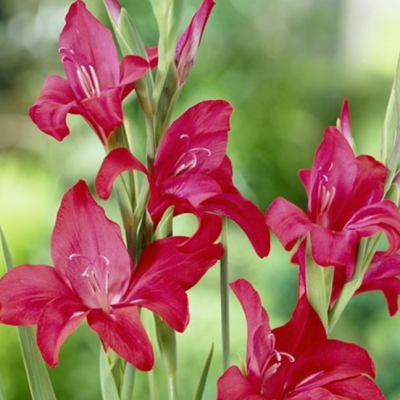 Гладиолус Робинетта Гладиолус Робинетта фото