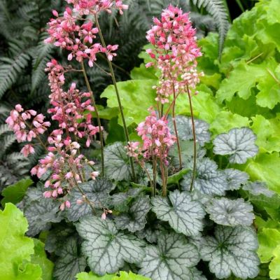 Гейхера Литтл Кьюти Пеперминт Гейхера Литтл Кьюти Пеперминт - Dolina-Sad.Ru