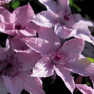 Клематис Хезер Хершелл Клематис Хезер Хершелл фото