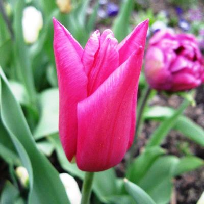 Тюльпан Лилироза Тюльпан Лилироза фото