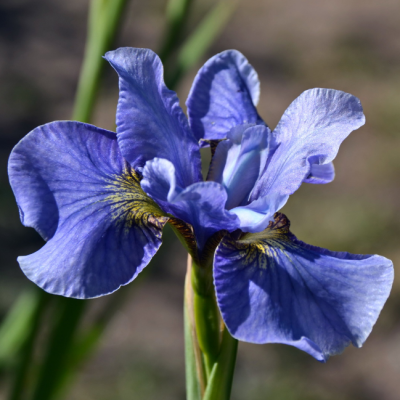 Ирис сибирский Ирис сибирский фото
