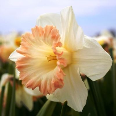 Нарцисс Бритиш Гембл Нарцисс Бритиш Гембл фото