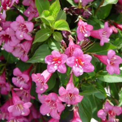 Вейгела Румба, С3 - Dolina-Sad.Ru