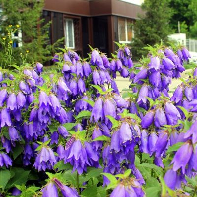 Колокольчик Сарастро - Dolina-Sad.Ru