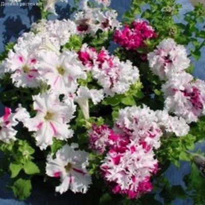 Петуния Яромнерже (Фриллитуния ) Петуния Яромнерже (Фриллитуния ) фото