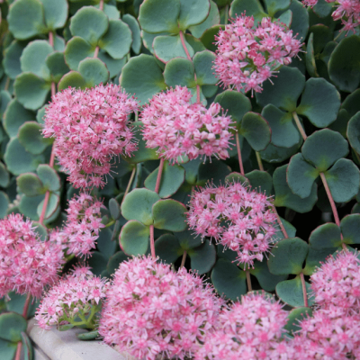 Седум Зибольда фото