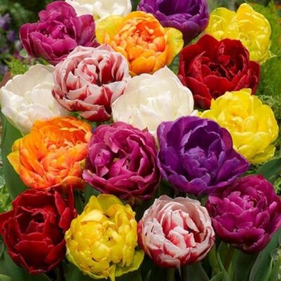 Тюльпан Дабл Эрли Микс Тюльпан Дабл Эрли Микс фото