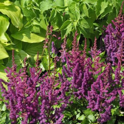 Астильба китайская Пурпуркерце - Dolina-Sad.Ru