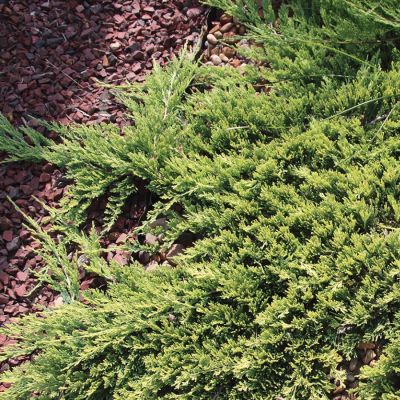 Можжевельник горизонтальный Прострата Можжевельник горизонтальный Прострата - Dolina-Sad.Ru