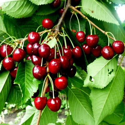 Черешня Мичуринская поздн. фото