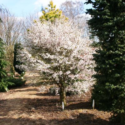 Сакура Койо-но Маи Сакура Койо-но Маи фото