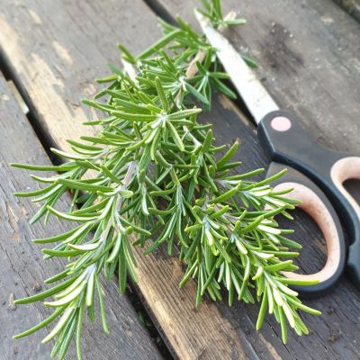 Розмарин лек. Вишняковский Семко* 0,05 г Розмарин лек. Вишняковский Семко* 0,05 г фото