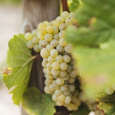 Виноград Плевен Виноград Плевен - Dolina-Sad.Ru