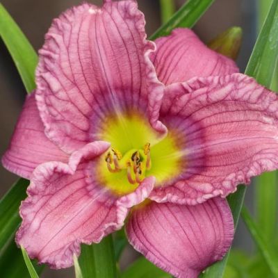 Лилейник Силоам Ред Той Лилейник Силоам Ред Той фото