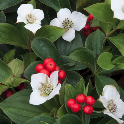 Дерен Канадский Дерен Канадский - Dolina-Sad.Ru