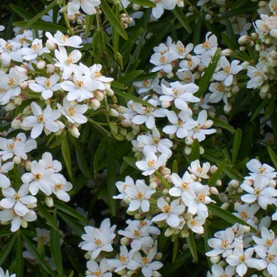 Гортензия метельчатая Левана Гортензия метельчатая Левана фото