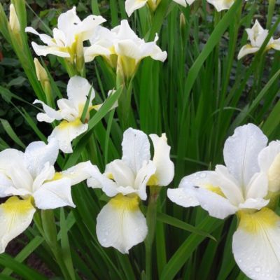 Ирис Харпсвелл Хэпинес Ирис Харпсвелл Хэпинес - Dolina-Sad.Ru