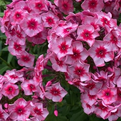 Флокс метельчатый Старс энд Страйпс Флокс метельчатый Старс энд Страйпс - Dolina-Sad.Ru