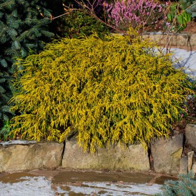 Кипарисовик горохоплодный Филифера Ауреа Кипарисовик горохоплодный Филифера Ауреа - Dolina-Sad.Ru