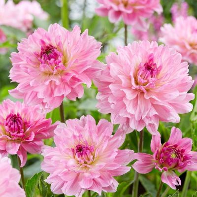 Георгина Гарден Сэнсэйшн - Dolina-Sad.Ru