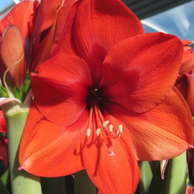 Амариллис Наранья Амариллис Наранья - Dolina-Sad.Ru