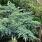 Можжевельник чешуйчатый Блю Свид Можжевельник чешуйчатый Блю Свид фото