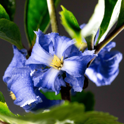 Клематис Кассандра Клематис Кассандра фото