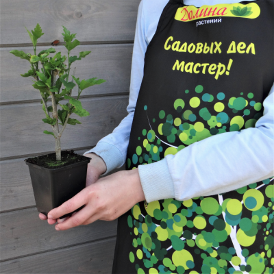 Гибискус сирийский Лавендер Шифон Гибискус сирийский Лавендер Шифон фото