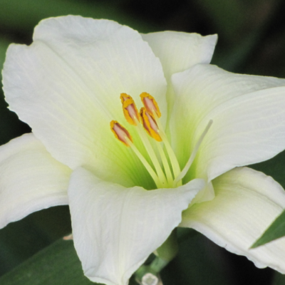 Лилейник Джентл Шеферд фото