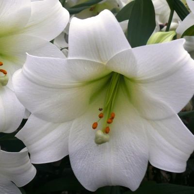 Лилия Уайт Триумф фото